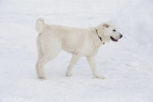 Lindo Cachorro Pastor Asiático Central Está Caminando Sobre Una Nieve —  Fotos de Stock