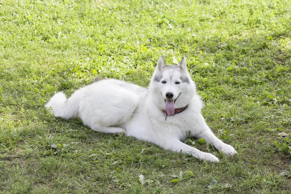 Husky Siberiano Blanco Está Acostado Sobre Una Hierba Verde Parque —  Fotos de Stock