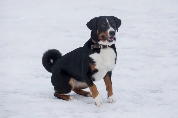 Cute Appenzeller Sennenhund Szczeniak Siedzi Białym Śniegu Parku Zimowym Zwierzęta — Zdjęcie stockowe
