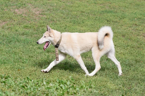 Laika Siberiana Occidental Está Caminando Sobre Una Hierba Verde Parque —  Fotos de Stock