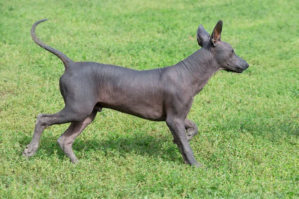 Mexican Hairless Dog Puppy Walking Green Grass Autumn Park Pet — Stock Photo, Image