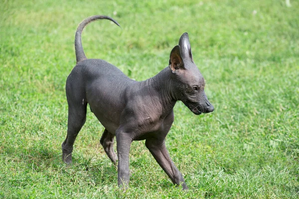 Şirin Meksika Tüysüz Köpek Yavrusu Sonbahar Parkında Yeşil Çimlerde Oynuyor — Stok fotoğraf