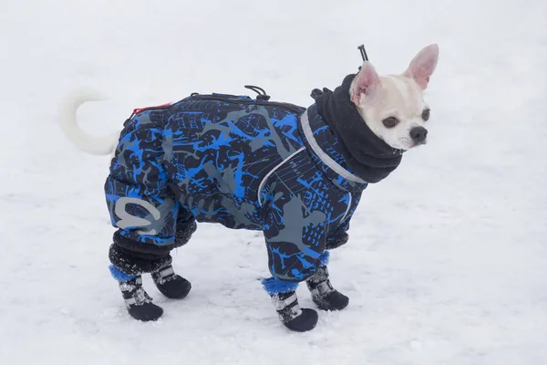 Lindo cachorro chihuahua en abrigo de mascotas y botas está de pie sobre una nieve blanca en el parque de invierno. Animales de compañía. —  Fotos de Stock