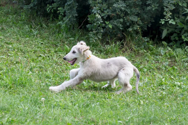 Anjing Afghan sedang berlari di rumput hijau di taman musim gugur. Greyhound timur atau anjing greyhound persia. Hewan peliharaan.. — Stok Foto