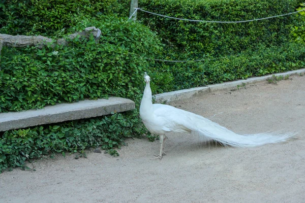 Peafowl Posando Parque Público — Fotografia de Stock