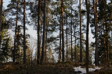 Tapiola, Finlandiya 'da ormandaki uzun ağaçlar