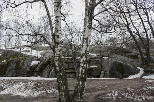 Tvillingträd Vintertid Helsingfors Finland — Stockfoto