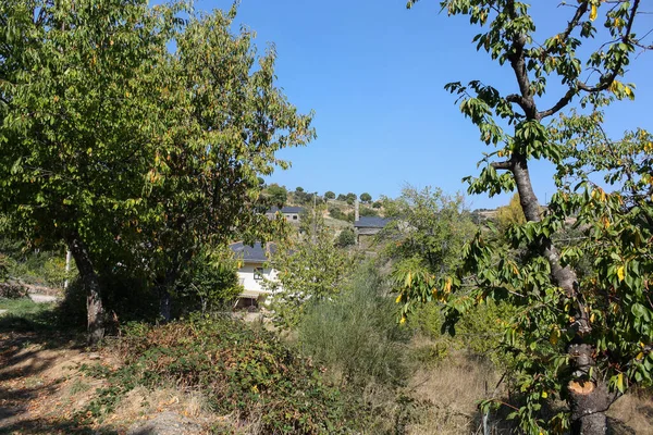 İspanya 'nın Rihonor de Castilla kentindeki ağaçlar arasındaki doğa manzarası