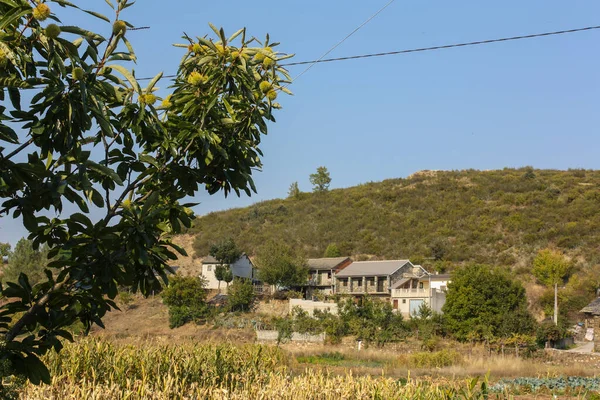 Ramo Primeiro Plano Sobre Aldeia Fundo Rihonor Castilla Espanha — Fotografia de Stock