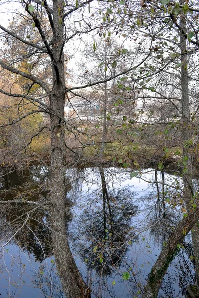 Άποψη Του Ποταμού Μεταξύ Των Κλαδιών Των Δέντρων Που Αντανακλάται — Φωτογραφία Αρχείου