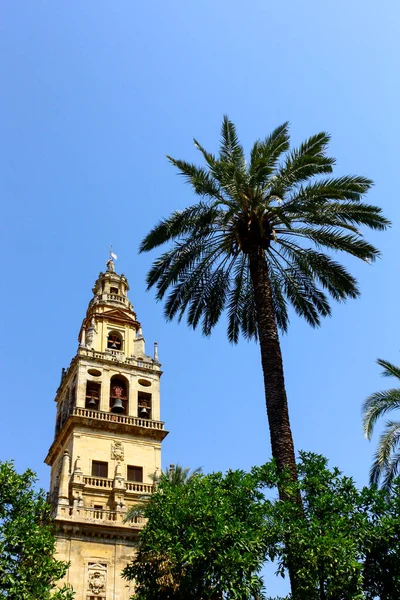 Campanile Della Moschea Cordoba Spagna Accanto Una Palma Nel Cortile — Foto Stock