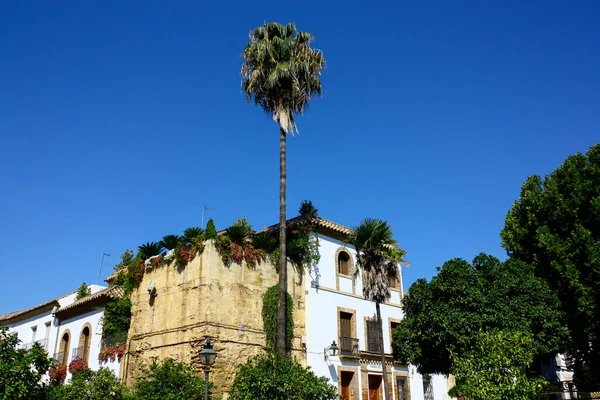 Tall Palm Tree Front Old Big House Cordoba Spain Sunny — Stok fotoğraf