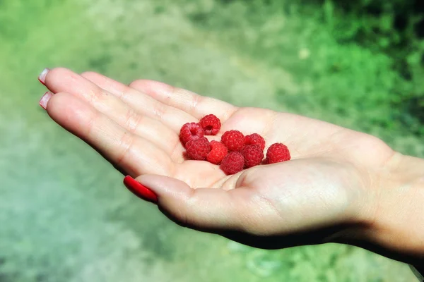 Raspberrys — Stock Photo, Image