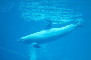 şişe burunlu yunus