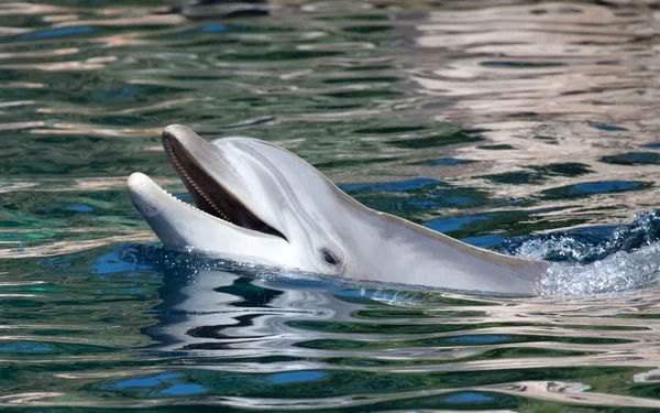 Bottlenose Дельфін — стокове фото