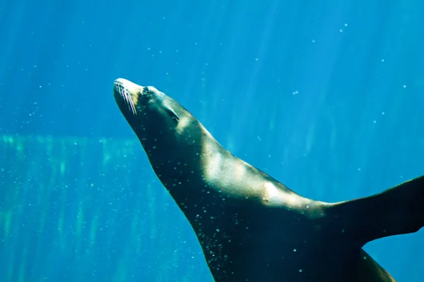 Sealion테이블에 문구 — 스톡 사진