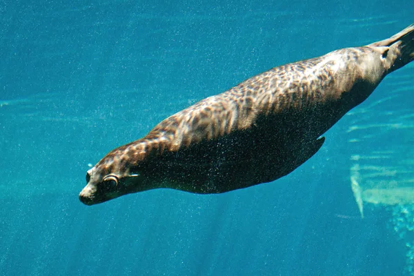 Sealion — Stock Photo, Image