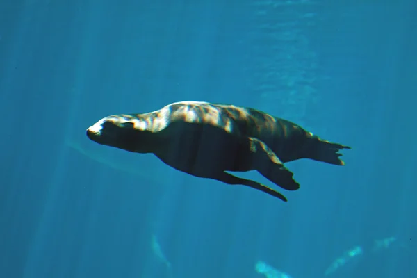 Sealion — Stock Fotó