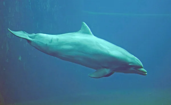 Dauphin à gros nez Images De Stock Libres De Droits