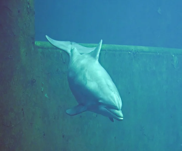 Delfín skákavý Royalty Free Stock Fotografie