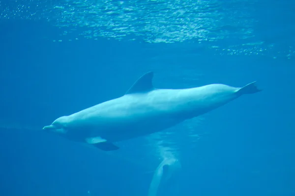 Delfín skákavý Stock Fotografie