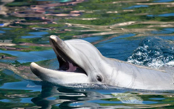 Delfín skákavý Stock Fotografie