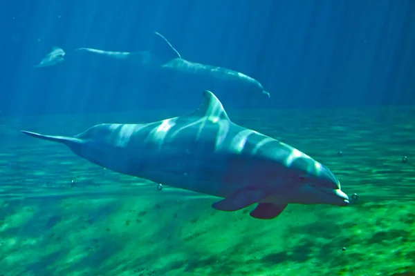 Delfín skákavý Royalty Free Stock Obrázky