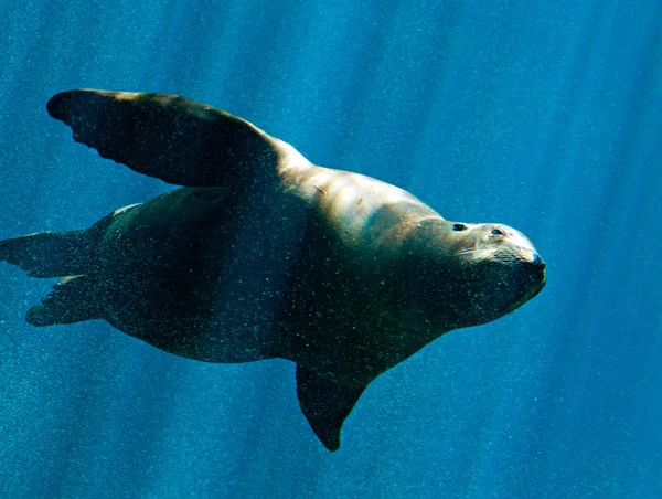 Sealion — Stock fotografie