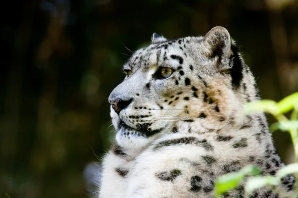 Snowleopardo Fotografias De Stock Royalty-Free