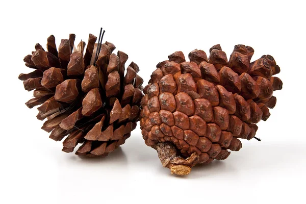 Pine cones on white background — Stock Photo, Image