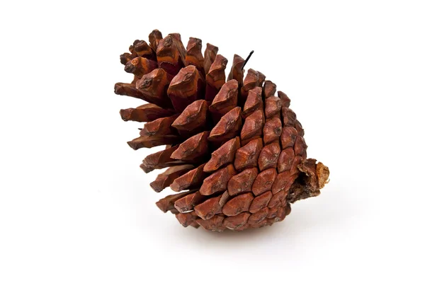 Pine cones on white background — Stock Photo, Image