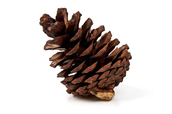 Pine cones on white background — Stock Photo, Image