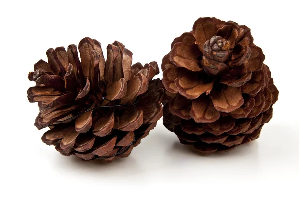 Pine cones on white background — Stock Photo, Image