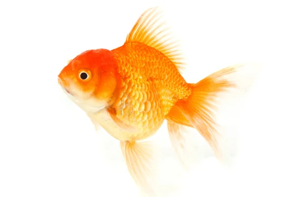 Gold fish. Isolation on the white — Stock Photo, Image