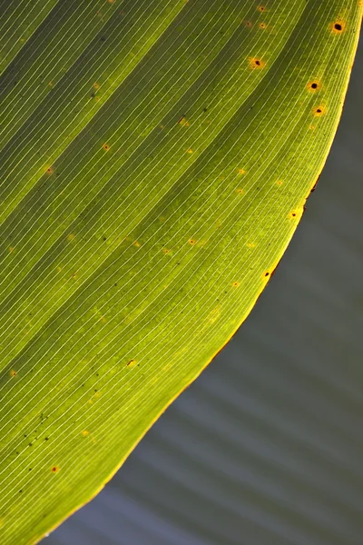 Abstraktní pozadí listu přírodních zelených banánů — Stock fotografie