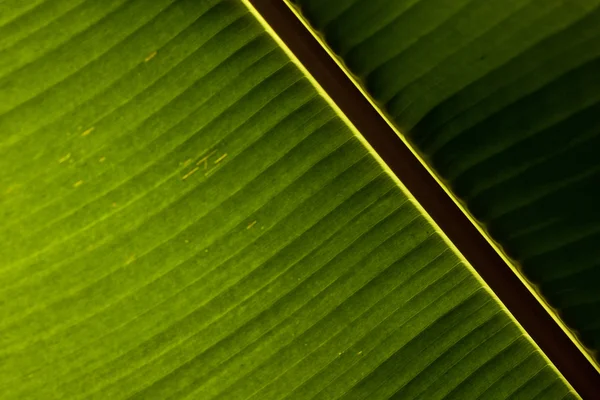 Abstrato natural verde banana folha fundo — Fotografia de Stock