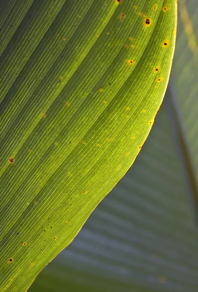 Absztrakt természetes zöld banán levél háttér — Stock Fotó