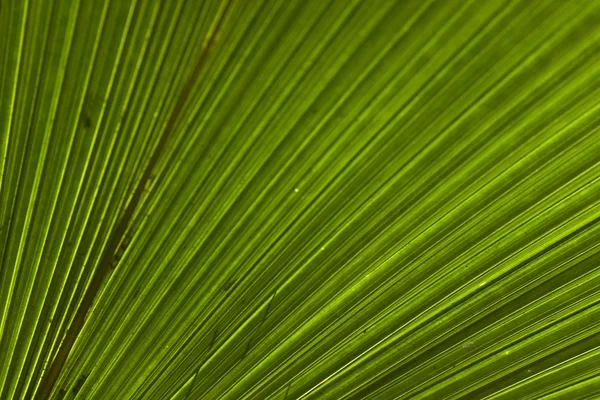 Abstraktní přírodní vzor vytvořen Palmový list — Stock fotografie