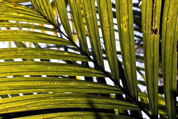 Padrão natural abstrato criado pela folha de palma — Fotografia de Stock