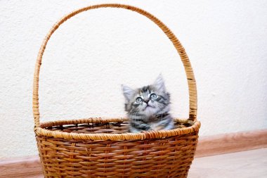 Finli şirin kedi yavrusu evde oynuyor.