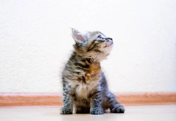 Mignon finlandais shorthair chaton pièces à la maison — Photo