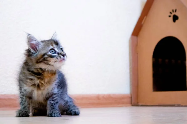 Lindo finlandés taquigrafía gatito juega en casa —  Fotos de Stock