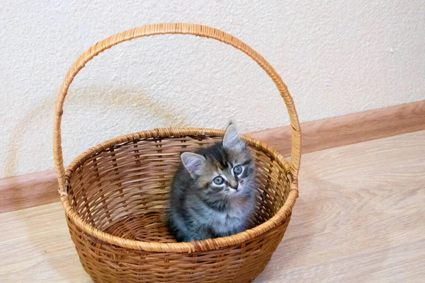 Lindo finlandés taquigrafía gatito juega en casa — Foto de Stock