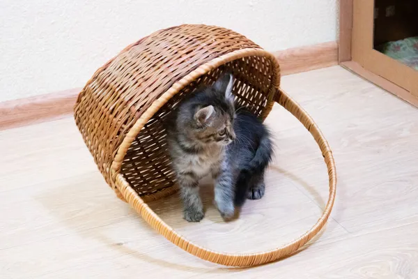 Finli şirin kedi yavrusu evde oynuyor. — Stok fotoğraf