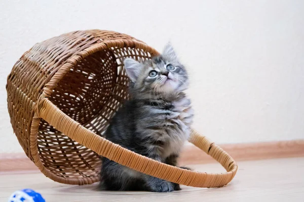 Симпатичный финский короткошерстный котенок играет дома — стоковое фото