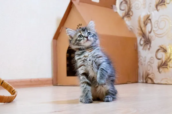 Симпатичный финский короткошерстный котенок играет дома — стоковое фото