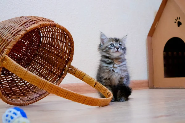 Mignon finlandais shorthair chaton pièces à la maison — Photo