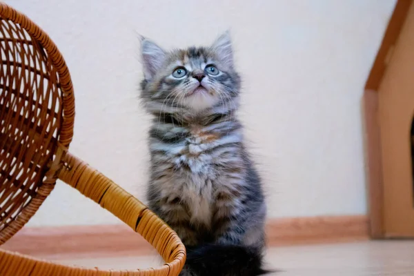 Roztomilé finské krátkosrsté kotě hraje doma — Stock fotografie