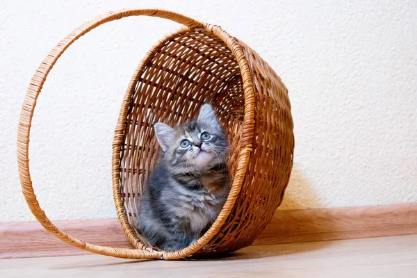 Cute Finnish shorthair kitten plays at home — Stock Photo, Image