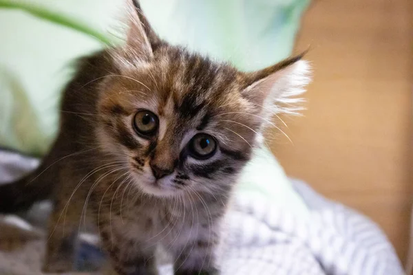 Bonito finlandês gatinho shorthair joga em casa — Fotografia de Stock